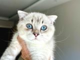 Scottish Fold Ay 21 33 Sevgi Dolu Yuvamı Arıyorum