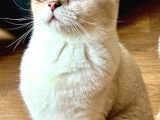 Scottish Fold Ay 21 33 Sevgi Dolu Yuvamı Arıyorum