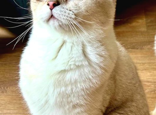 Scottish Fold Ay 21 33 Sevgi Dolu Yuvamı Arıyorum görsel