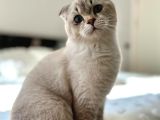 Scottish Fold Ay 21 33 Sevgi Dolu Yuvamı Arıyorum