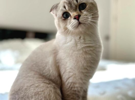 Scottish Fold Ay 21 33 Sevgi Dolu Yuvamı Arıyorum görsel