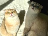 Scottish Fold Ay 21 33 Sevgi Dolu Yuvamı Arıyorum