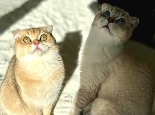 Scottish Fold Ay 21 33 Sevgi Dolu Yuvamı Arıyorum görsel