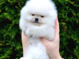 Premium Teacup Pomeranian Boo Ultra Mini Boy