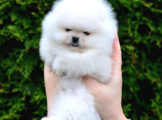 Premium Teacup Pomeranian Boo Ultra Mini Boy görsel