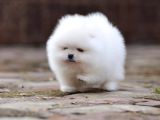 premium teacup Pomeranian boo ultra mini boy