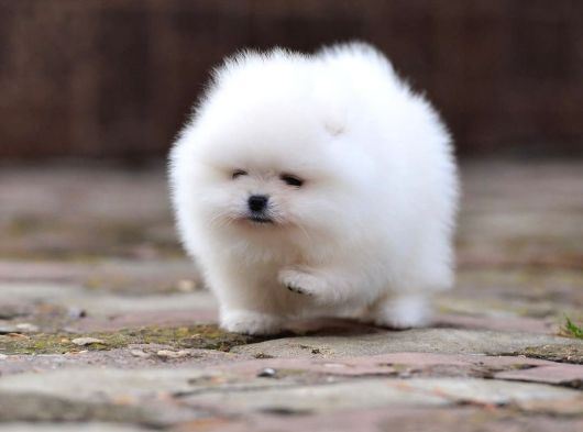 Premium Teacup Pomeranian Boo Ultra Mini Boy