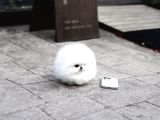 Premium Teacup Pomeranian Boo Ultra Mini Boy