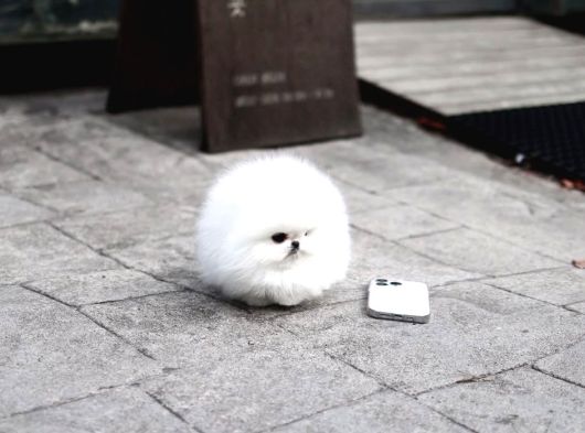Premium Teacup Pomeranian Boo Ultra Mini Boy görsel