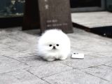 Premium Teacup Pomeranian Boo Ultra Mini Boy