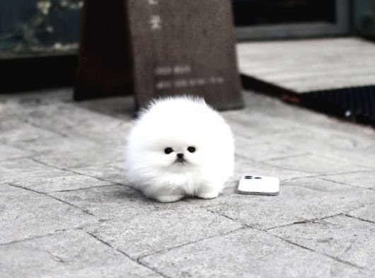 Premium Teacup Pomeranian Boo Ultra Mini Boy görsel