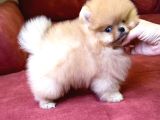 Mavi Gözlü En Özeli Aileye Uygun Pomeranian Boo  Yavrusu Sevecen Oyuncu Mini Boy
