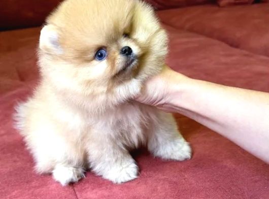 Mavi Gözlü En Özeli Aileye Uygun Pomeranian Boo  Yavrusu Sevecen Oyuncu Mini Boy görsel