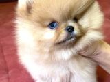 mavi gözlü en özeli aileye uygun pomeranian Boo  yavrusu sevecen oyuncu mini boy