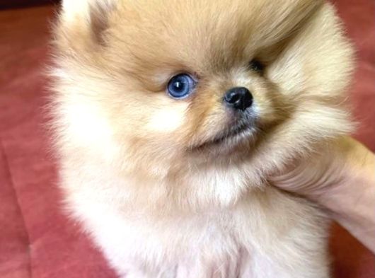 Mavi Gözlü En Özeli Aileye Uygun Pomeranian Boo  Yavrusu Sevecen Oyuncu Mini Boy