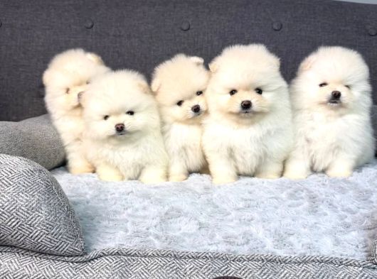 Mini Pomeranian Boo Yavrularımıza Sıcacık Bir Yuva Arıyoruz görsel