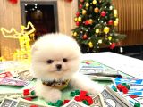 mini pomeranian Boo yavrularımıza sıcacık bir yuva arıyoruz