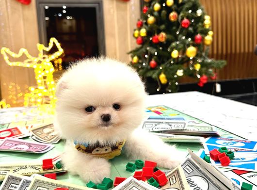 Mini Pomeranian Boo Yavrularımıza Sıcacık Bir Yuva Arıyoruz
