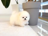 Mini Pomeranian Boo Yavrularımıza Sıcacık Bir Yuva Arıyoruz