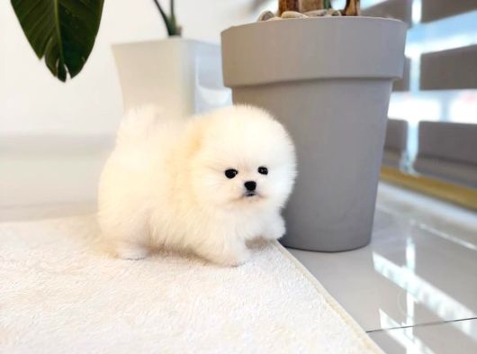 Mini Pomeranian Boo Yavrularımıza Sıcacık Bir Yuva Arıyoruz görsel