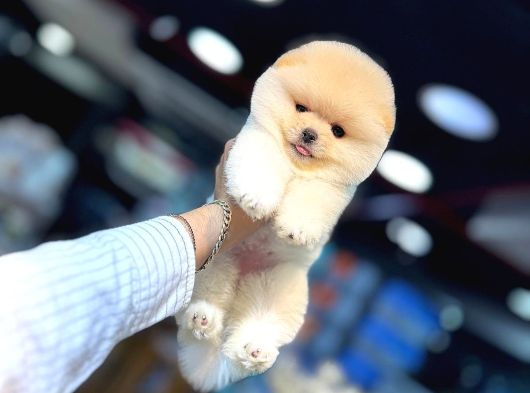 Ayı Surat Pomeranian Boo Bebeklerimiz görsel