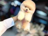 ayı surat pomeranian Boo bebeklerimiz