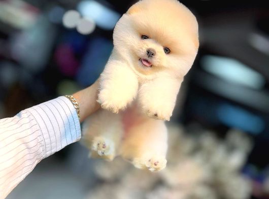 Ayı Surat Pomeranian Boo Bebeklerimiz