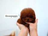 Safkan Toy Poodle Tüy Dökmeyen Akıllı Ve Eğitime Açık