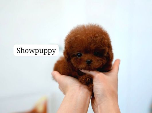 Safkan Toy Poodle Tüy Dökmeyen Akıllı Ve Eğitime Açık görsel