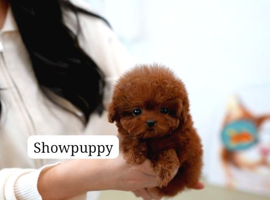 Safkan Toy Poodle Tüy Dökmeyen Akıllı Ve Eğitime Açık görsel