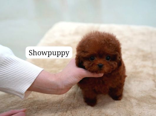 Safkan Toy Poodle Tüy Dökmeyen Akıllı Ve Eğitime Açık görsel