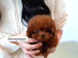 safkan toy poodle tüy dökmeyen Akıllı ve eğitime açık