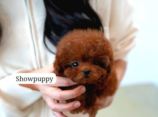 Safkan Toy Poodle Tüy Dökmeyen Akıllı Ve Eğitime Açık