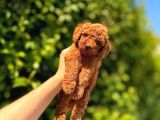 Safkan Kore Toy Poodle Yavrularımız Yeni Ailelerini Bekliyor