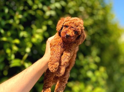 Safkan Kore Toy Poodle Yavrularımız Yeni Ailelerini Bekliyor görsel