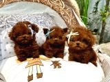 Safkan Kore Toy Poodle Yavrularımız Yeni Ailelerini Bekliyor