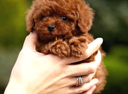 Safkan Kore Toy Poodle Yavrularımız Yeni Ailelerini Bekliyor
