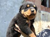 Safkan Rottweiler Yavru Sağlık Ve Irk Garantili