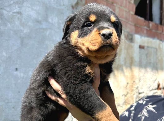 Safkan Rottweiler Yavru Sağlık Ve Irk Garantili görsel