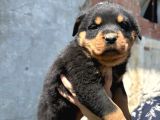 safkan rottweiler yavru sağlık ve ırk garantili