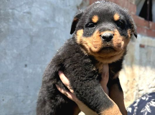 Safkan Rottweiler Yavru Sağlık Ve Irk Garantili