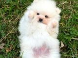 safkan pomeranian yavrular - ev ortamında büyütülmüş