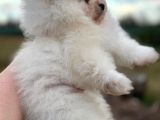 Safkan Pomeranian Yavrular - Ev Ortamında Büyütülmüş
