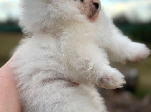 Safkan Pomeranian Yavrular - Ev Ortamında Büyütülmüş görsel