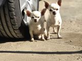 kendi küçük kalbi büyük chihuahua yavrularımız