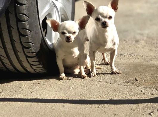 Kendi Küçük Kalbi Büyük Chihuahua Yavrularımız