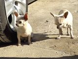 Kendi Küçük Kalbi Büyük Chihuahua Yavrularımız