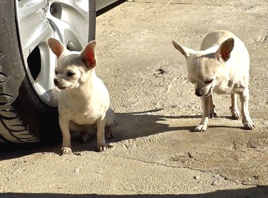 Kendi Küçük Kalbi Büyük Chihuahua Yavrularımız görsel