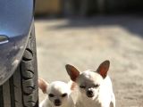 Kendi Küçük Kalbi Büyük Chihuahua Yavrularımız