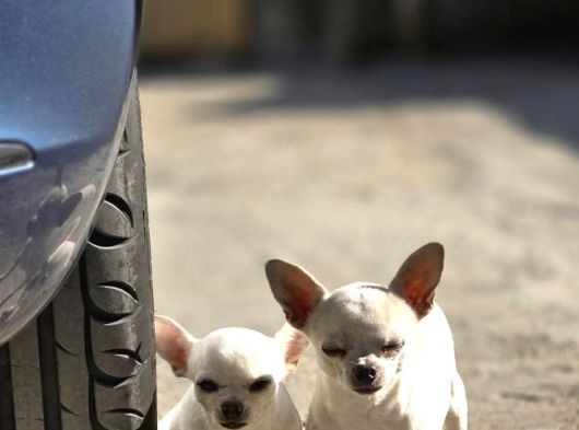 Kendi Küçük Kalbi Büyük Chihuahua Yavrularımız görsel